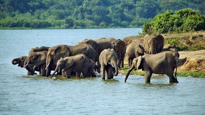 6 days Uganda Adventure safari - Image - 10533