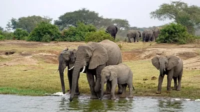 6 Days Uganda Primates and Wildlife Safari - Image - 10536