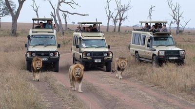 4-Day Nyerere and Mikumi National Parks- Mid Range Safari-Fly out - Image - 18039