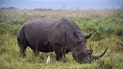 The Grand Kenya Big Five Safari & Tropical Beach Escape - Image - 19975