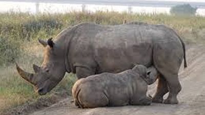 5 Days Rhinos, Lions & The Legendary Masai Mara Safari Tour - Image - 19942