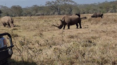4 Days Masai Mara Budget Group Safari – Big Five Experience - Image - 13017
