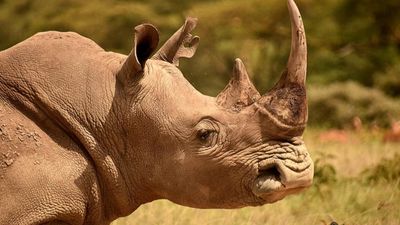 5-Day Naivasha, Lake Nakuru and Masai Mara Safari - Image - 18882