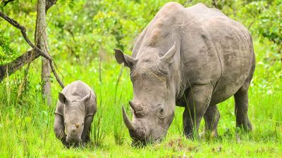 10 Days Uganda Honeymoon Adventure - Image - 13824