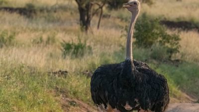 7-Day Northern Tanzania Honeymoon Mid Range Safari - Image - 21888