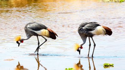 4 DAYS GREAT RUAHA NATIONAL PARK - Image - 7574