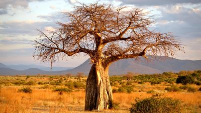 4 DAYS GREAT RUAHA NATIONAL PARK - Image - 7572