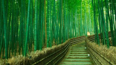 HÀ NỘI – NAGOYA – KYOTO – OSAKA – KOBE - TOKYO - Image - 8401