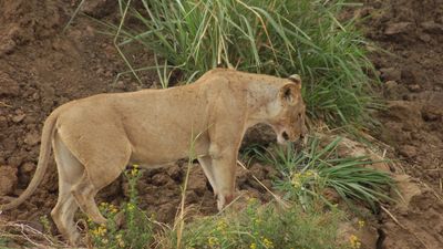 4-Day Nyerere and Mikumi National Parks- Mid Range Safari-Fly out - Image - 18037