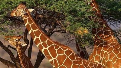 4-Day Tsavo East, West & Amboseli Safari from Mombasa - Image - 26034