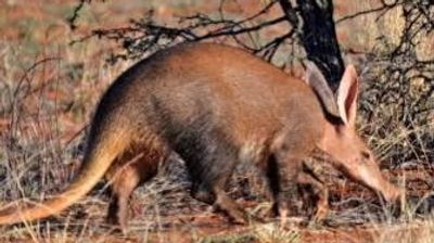 4-Day Tsavo East, West & Amboseli Safari from Mombasa - Image - 26033