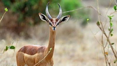 25 Days Kenya Wildlife & Bird Photography Safari Tour - Image - 21860