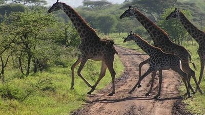 6-Day Great Migration Safari via Isebania Border - Image - 25150