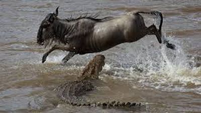 5 Days Rhinos, Lions & The Legendary Masai Mara Safari Tour - Image - 19951