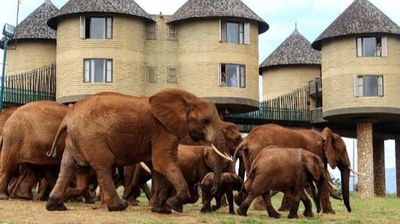 3 Days Tsavo East & Tsavo West Safari- From Mombasa - Image - 25468
