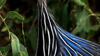 25 Days Kenya Wildlife & Bird Photography Safari Tour - Image - 21863