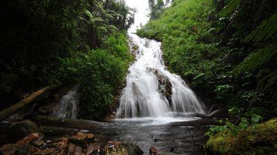5 Days Gorilla Trekking and Wildlife Safari - Image - 10790