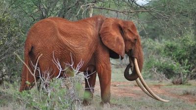 3-Day Tsavo East & Tsavo West Safari from Mombasa - Image - 25580