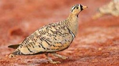 25 Days Kenya Wildlife & Bird Photography Safari Tour - Image - 21861
