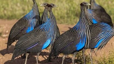 12-Night Kenya Bird & Wildlife Photographic Safari | Tsavo, Amboseli & Masai Mara - Image - 21911