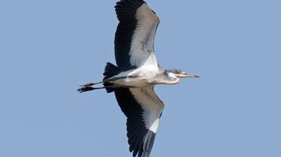 25 Days Kenya Wildlife & Bird Photography Safari Tour - Image - 21856