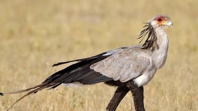 5 Days Amboseli, Lake Nakuru & Maasai Mara Safari - Image - 25660