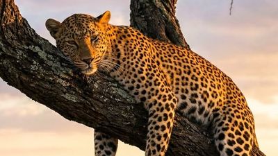 3-Day Serengeti & Ngorongoro Group Safari Crater Camping - Image - 25064