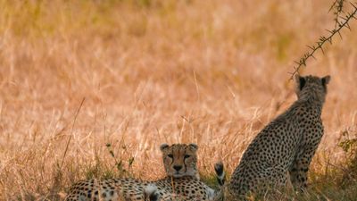 7 DAYS PRIVATE SAFARI - Image - 25272