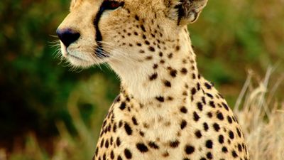 6 DAYS PRIVATE SAFARI - Image - 25268
