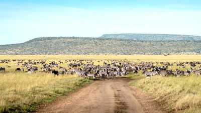 3 DAYS SERENGETI FLY IN AND FLY OUT SAFARI EXPERIENCE - Image - 7950