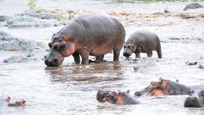 4 DAYS INTO THE WILD - SERENGETI AND NGORONGORO CRATER - Image - 7738