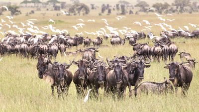 3 DAYS SERENGETI FLY IN AND FLY OUT SAFARI EXPERIENCE - Image - 7946