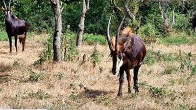 Shimba Hills Day Trip from Mombasa – Sable Antelope, Forest & Waterfalls Safari - Image - 21201