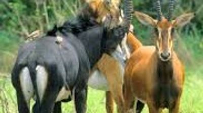 2 Days Shimba Hills Safari from Mombasa – A Coastal Wilderness Escape - Image - 21206