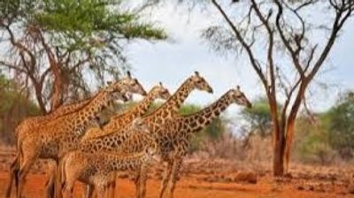 Tsavo West & Tsavo East Safari from Mombasa – The Land of Giants - Image - 21210