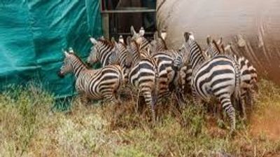 2 Days Shimba Hills Safari from Mombasa – A Coastal Wilderness Escape - Image - 21205