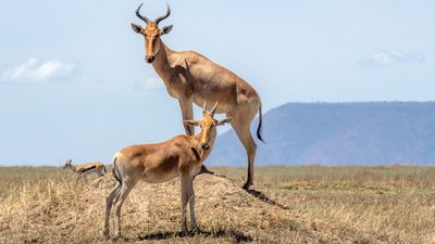 4 DAYS GREAT RUAHA NATIONAL PARK - Image - 7577