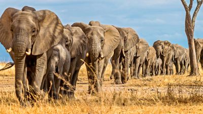 4 DAYS GREAT RUAHA NATIONAL PARK - Image - 7578