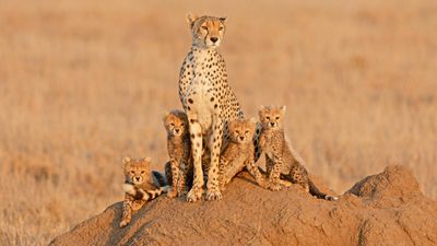 4 DAYS INTO THE WILD - SERENGETI AND NGORONGORO CRATER - Image - 7744