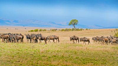4 DAYS GREAT RUAHA NATIONAL PARK - Image - 7581