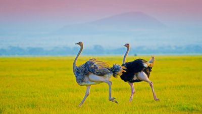 4 DAYS INTO THE WILD - SERENGETI AND NGORONGORO CRATER - Image - 7746