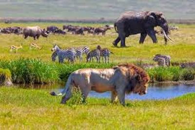 4 DAYS SERENGETI WILDERNESS ADVENTURE - Image - 2900
