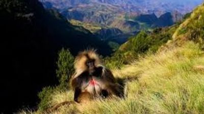 10 Day Ethiopia Cultural & Adventure Journey - Image - 18331