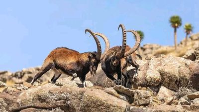 10 Day Ethiopia Cultural & Adventure Journey - Image - 18336