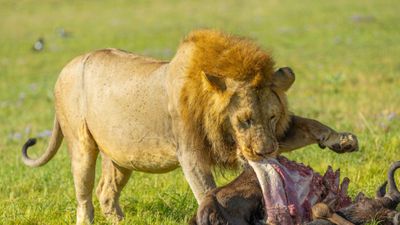 5-Day Northern Tanzania Safari Adventure: Tarangire, Serengeti & Ngorongoro Discovery - Image - 17848