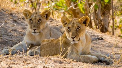 8-Day Southern Tanzania Safari Expedition – Nyerere, Ruaha & Mikumi Wilderness Adventure - Image - 18032