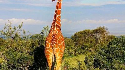 Tsavo East Day Trip from Mombasa – Red Elephants Safari - Image - 21647