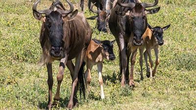 7-Day Unlimited Bush Safari: Masai Mara Amboseli safari Kenya - Image - 19070