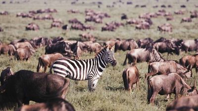 13 Day Unforgettable Tanzania wildlife Safari and Zanzibar Beach Paradise - Image - 11772