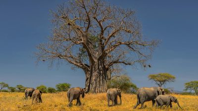 6 DAYS GROUP JOINED SAFARI - CENTRAL SERENGETI - Image - 25101